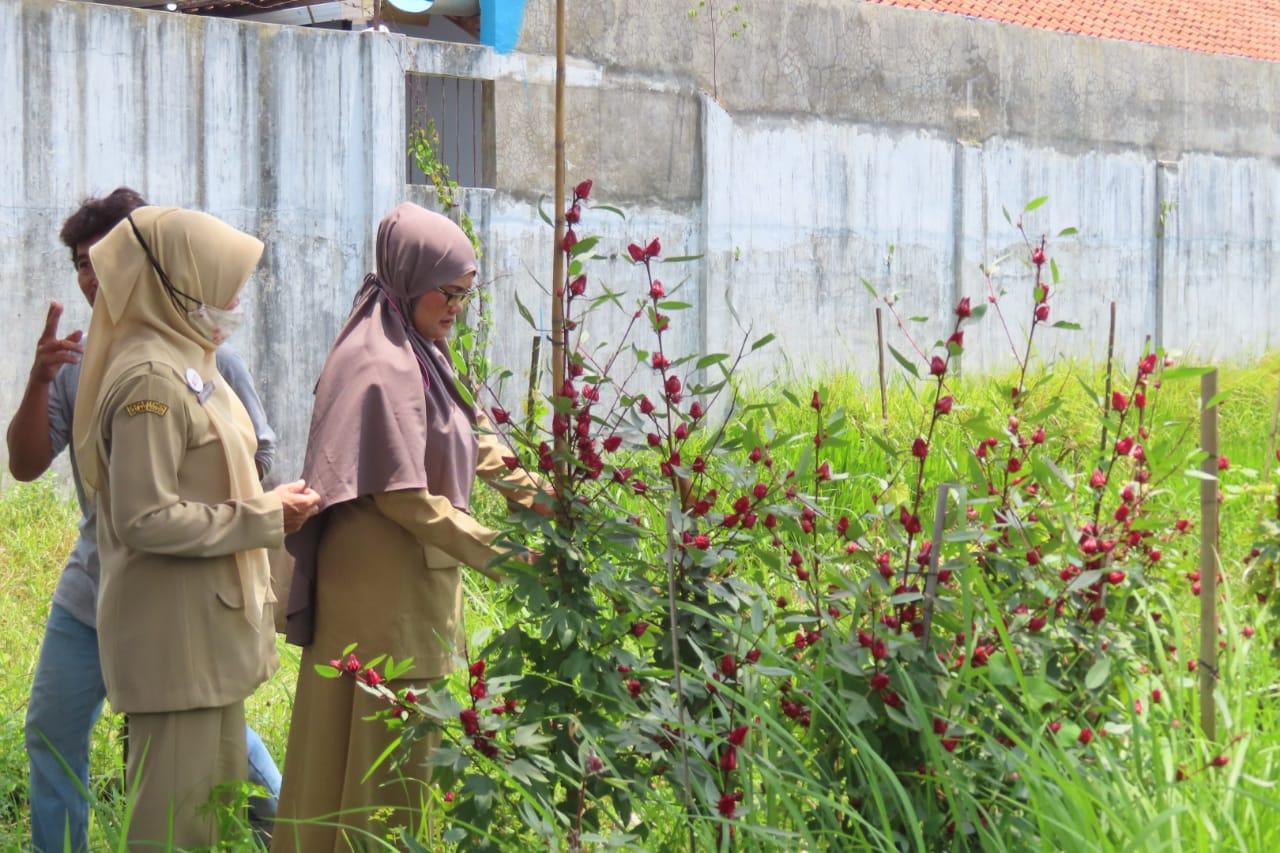 Optimalisasi Lahan Pekarangan Dinperpa Terus Dorong P2L